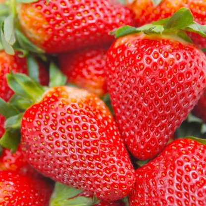 Ripe red strawberries growing on the plant with green leaves - HarvestNest