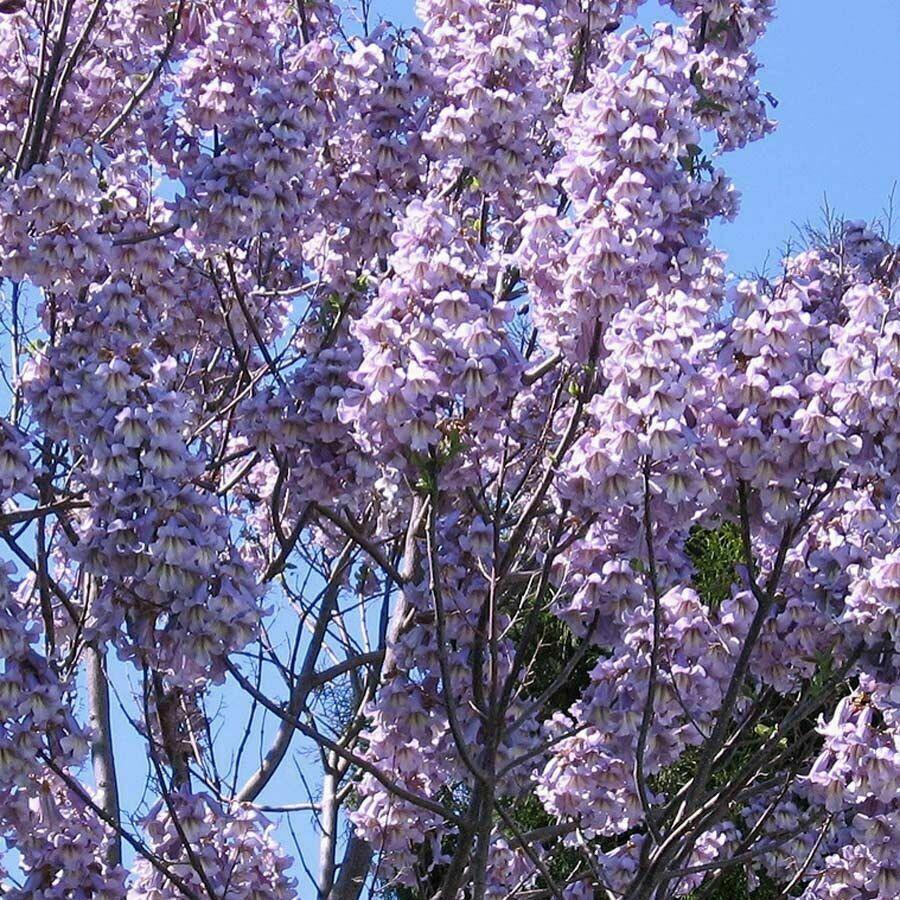 Royal Paulownia Empress Tree Seeds - HarvestNest Seeds