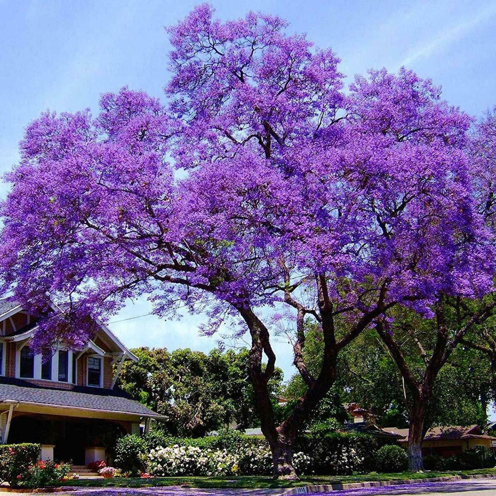 Royal Paulownia Empress Tree Seeds - HarvestNest Seeds