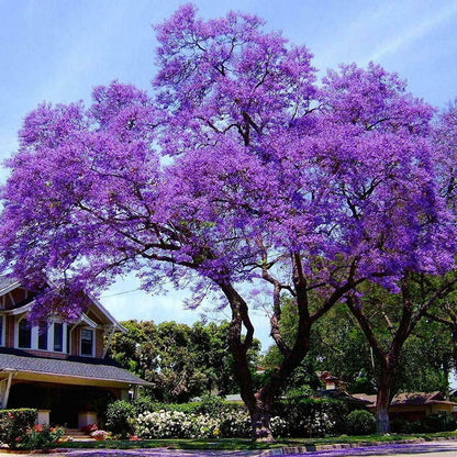 Royal Paulownia Empress Tree Seeds - HarvestNest Seeds