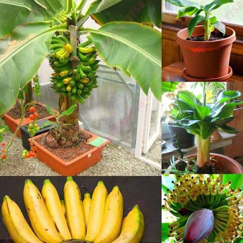 10 Dwarf Banana Seeds