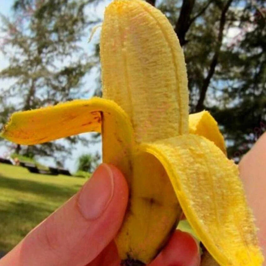 10 Dwarf Banana Seeds