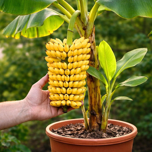 Bright yellow bananas growing on a potted dwarf banana plant. HarvestNest Seeds