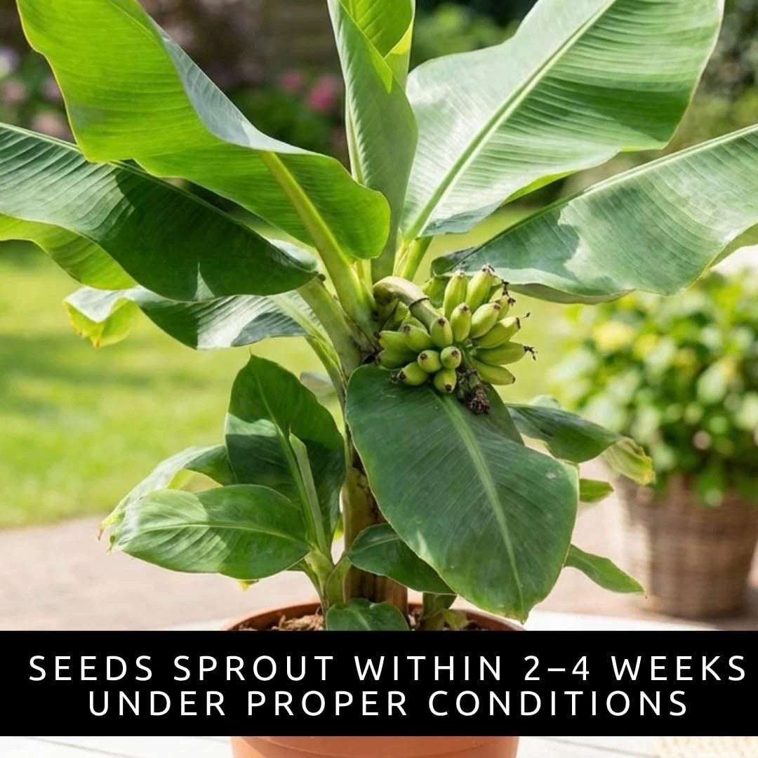 10 Dwarf Banana Seeds