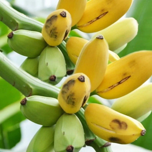 Banana plant with ripening yellow and green fruits on the stalk. HarvestNest Seeds