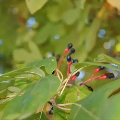 Sassafras - Sassafras Albidum Tree Seeds 