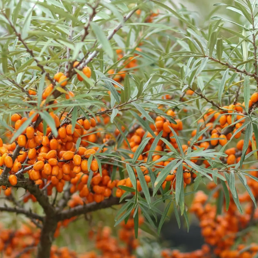 Sea buckthorn plant with clusters of bright orange berries growing on branches - HarvestNest Seeds