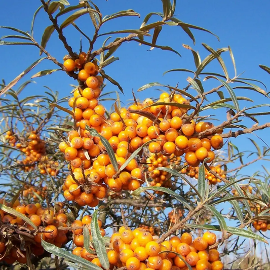 Sea buckthorn shrub producing orange berries outdoors under blue sky - HarvestNest Seeds