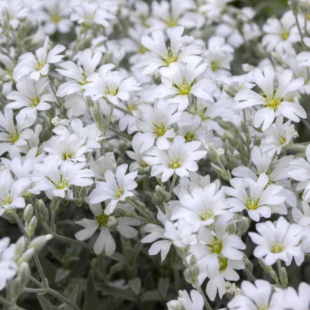 Snow in Summer Seeds - HarvestNest Seeds