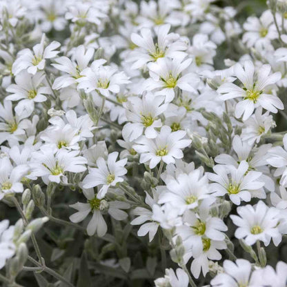 Snow in Summer Seeds - HarvestNest Seeds