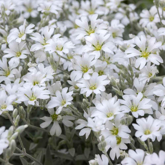 Snow in Summer Seeds - HarvestNest Seeds