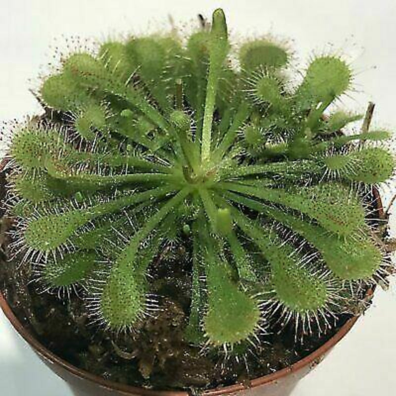Spoonleaf Sundew Carnivorous Live Plant - HarvestNest Seeds