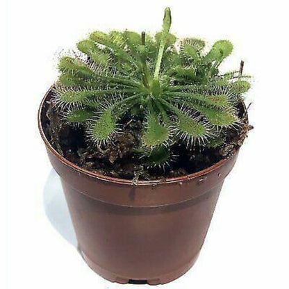 Spoonleaf Sundew Carnivorous Live Plant - HarvestNest Seeds