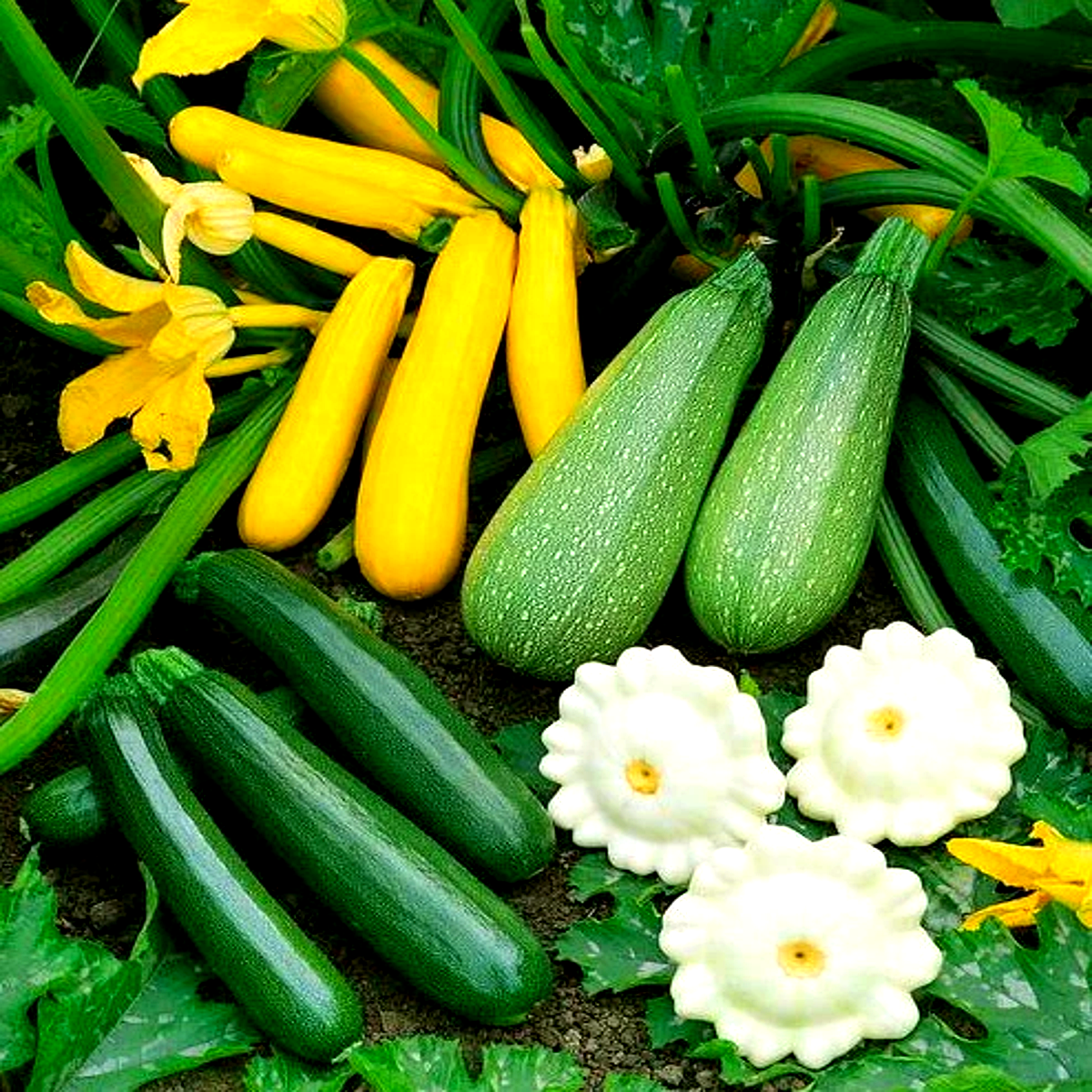 Summer Squash Seed Mix – 5 Heirloom Varieties