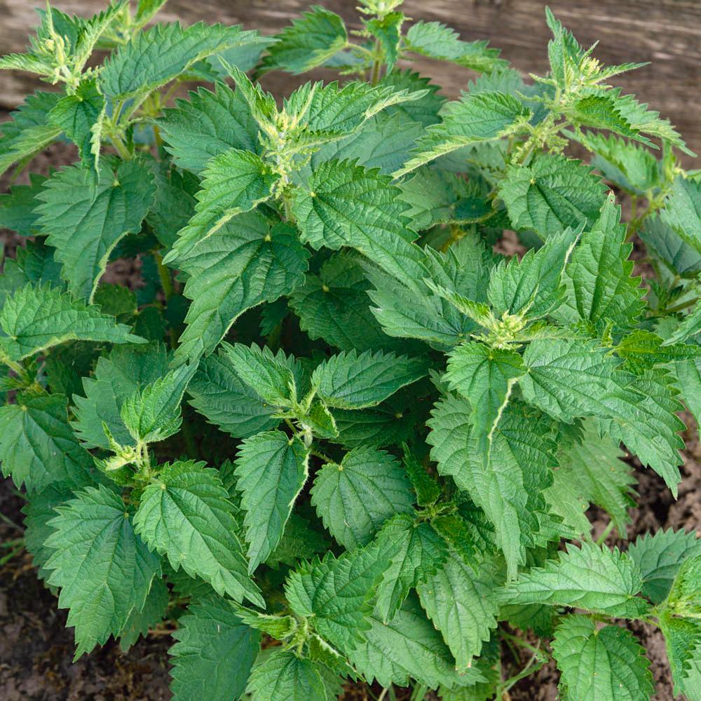 Close-up of green leafy plants growing in a garden