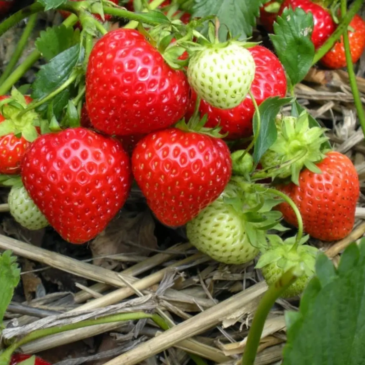 Strawberries at different ripening stages growing on the plant - HarvestNest Seeds