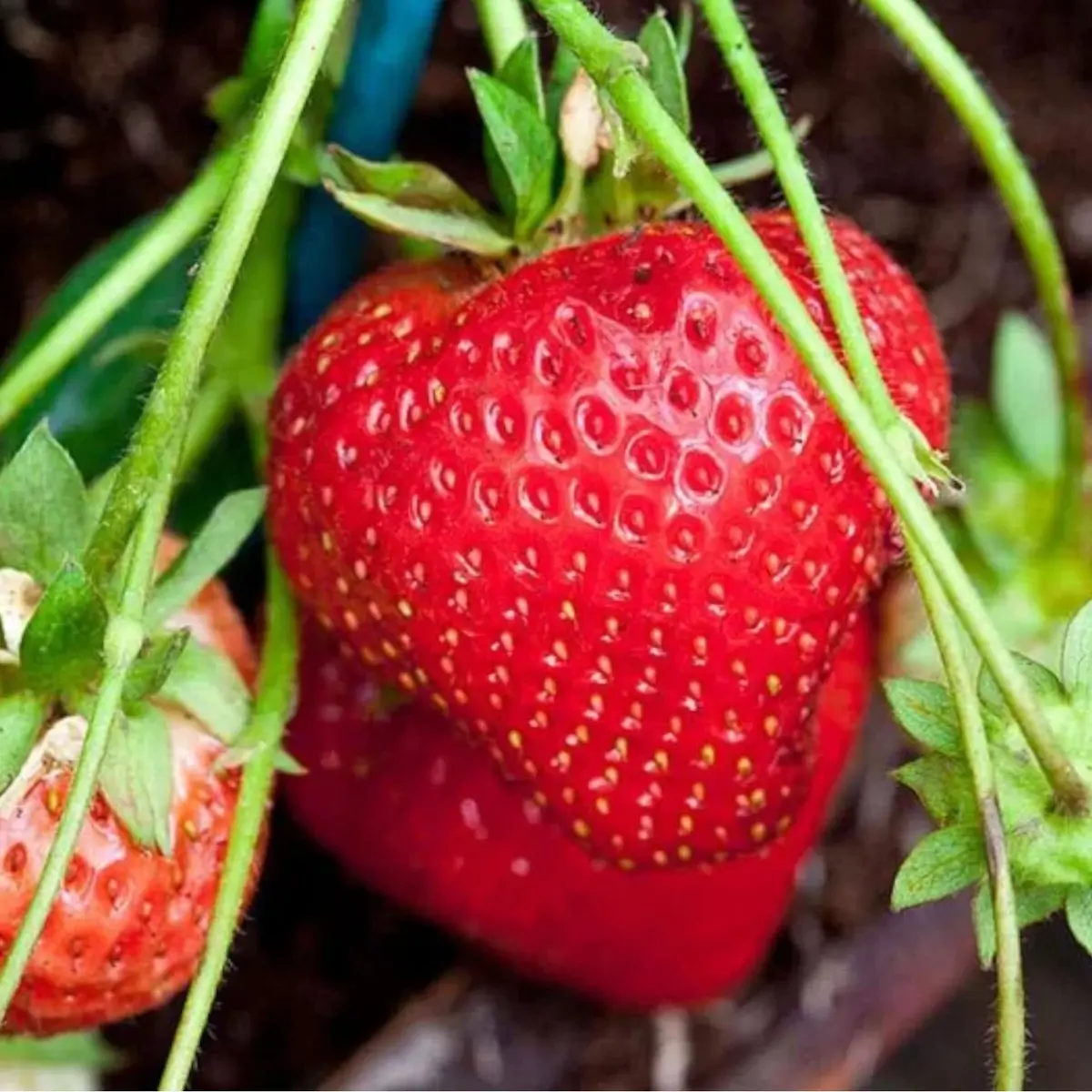 Strawberry fruit ripening on the plant in garden soil - HarvestNest