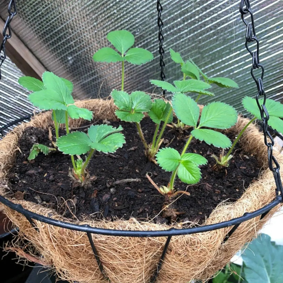 Young strawberry plants growing in a hanging basket during early growth stage - HarvestNest