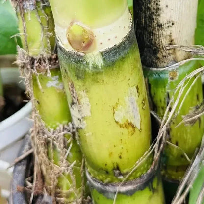 Sweet Sugarcane Cuttings – Fresh, Juicy & Ready to Plant Live Stalks - HarvestNest Seeds