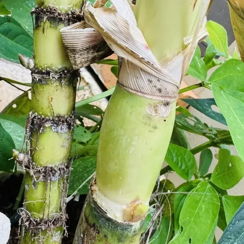 Sweet Sugarcane Cuttings – Fresh, Juicy & Ready to Plant Live Stalks - HarvestNest Seeds