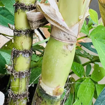 Sweet Sugarcane Cuttings – Fresh, Juicy & Ready to Plant Live Stalks - HarvestNest Seeds