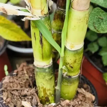 Sweet Sugarcane Cuttings – Live Sugar Cane Stalks Ready to Plant, Fast-Growing Tropical Garden Plant for Home Growing. HarvestNest Seeds