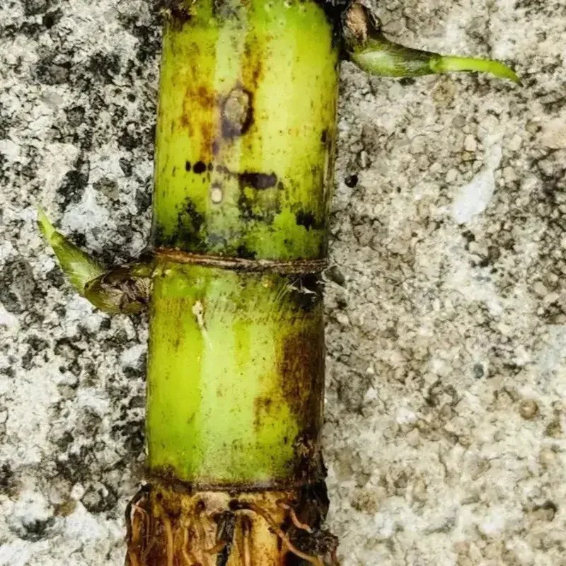 Sweet Sugarcane Cuttings – Fresh, Juicy & Ready to Plant Live Stalks - HarvestNest Seeds