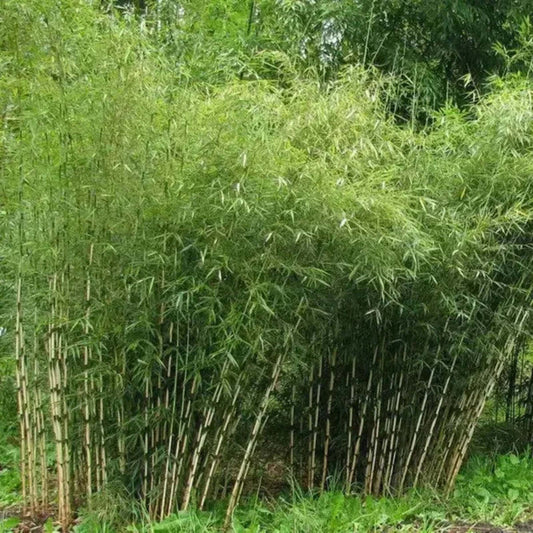 Clumping umbrella bamboo with tall upright canes growing in a garden - HarvestNest Seeds