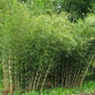 Clumping umbrella bamboo with tall upright canes growing in a garden - HarvestNest Seeds