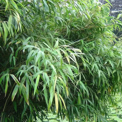 Dense green umbrella bamboo foliage forming a natural privacy screen - HarvestNest Seeds