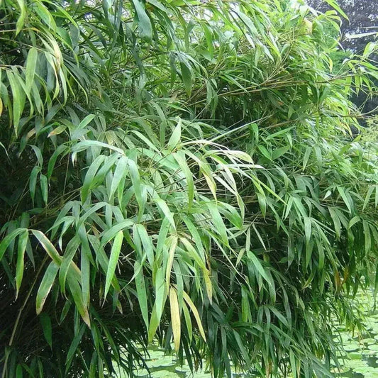 Dense green umbrella bamboo foliage forming a natural privacy screen - HarvestNest Seeds