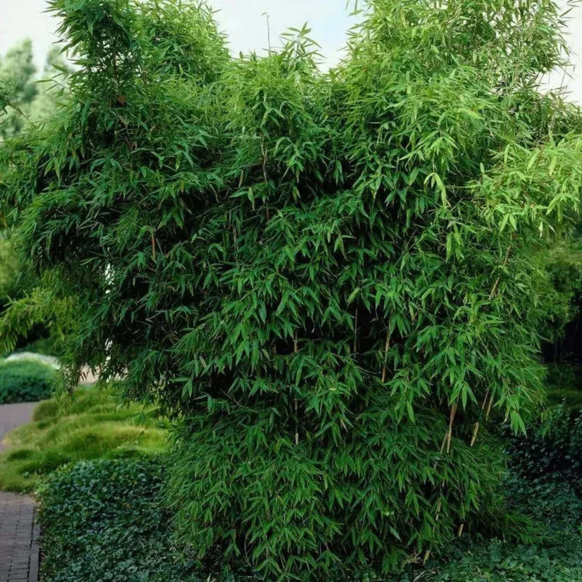 Mature umbrella bamboo hedge used as an evergreen landscape plant - HarvestNest Seeds