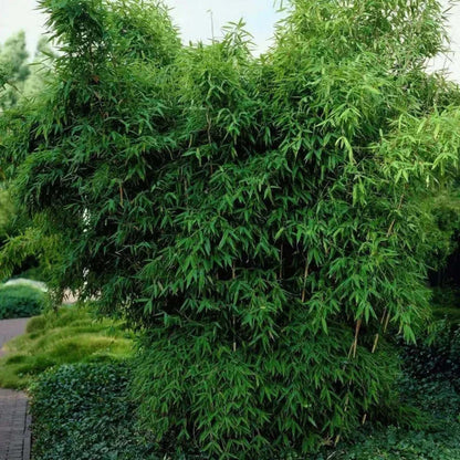 Mature umbrella bamboo hedge used as an evergreen landscape plant - HarvestNest Seeds
