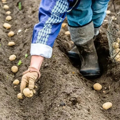 Yukon Gold Potatoe Seeds – Early, High-Yield, Buttery Flavor - HarvestNest Seeds