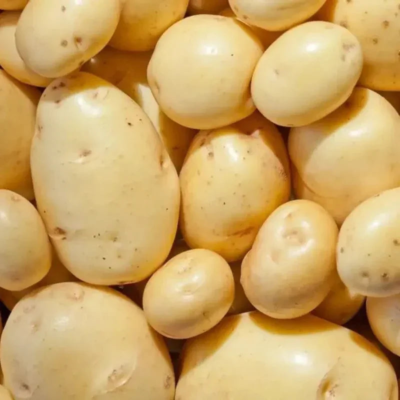 Yukon Gold Potatoe Seeds – Early, High-Yield, Buttery Flavor - HarvestNest Seeds