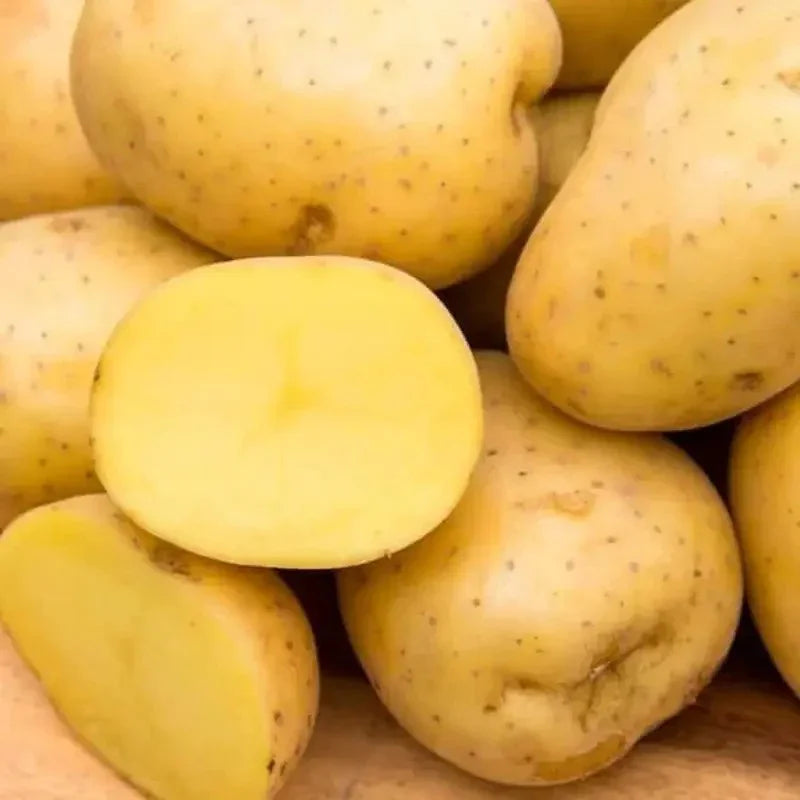 Yukon Gold Potatoe Seeds – Early, High-Yield, Buttery Flavor - HarvestNest Seeds