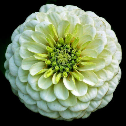 Zinnia Giant Flower Seeds Mix | Packet 1 Gram - Seed World