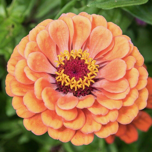 Zinnia Giant Flower Seeds Mix | Packet 1 Gram - HarvestNest Seeds